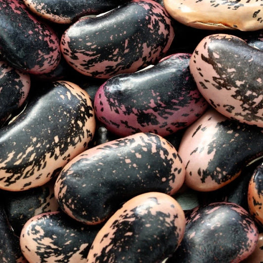 Scarlet Runner Bean Seeds | NON-GMO | Fresh Garden Seeds | Phaseolus coccineus
