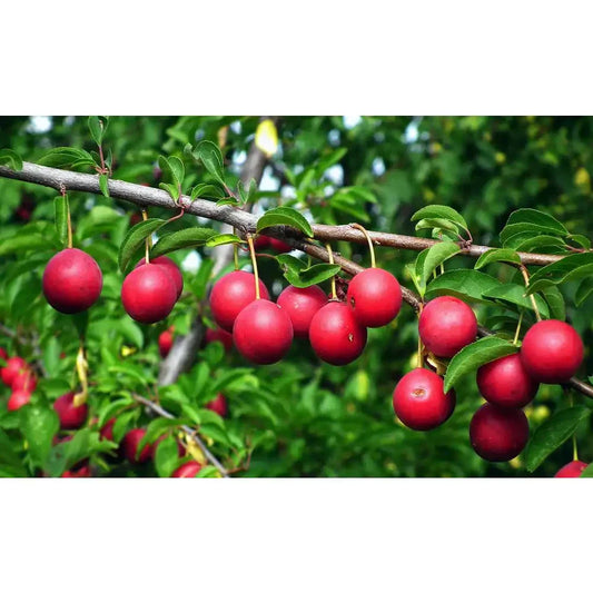 Dwarf Beauty Plum Tree Bare Root - Prunus domestica - Fruit Tree for Small Spaces, Compact Size, Easy to Grow