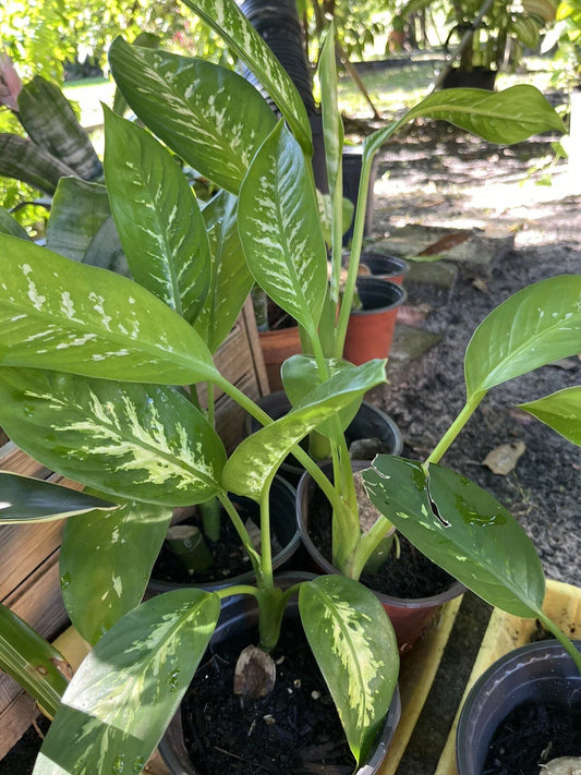 Dieffenbachia Plant Tropical Snow - Rooted Starter Plant - Easy to Grow - Dumb Cane (Dieffenbachia spp.)