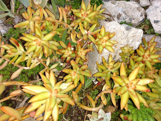 Sedum Adolphi 'FireStorm' Live Succulent Plant 4"-6" Fresh Healthy Rooted Succulent, Yellow-Orange Foliage