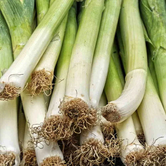 Leek Seeds 250+ American Flag Allium Culinary Cooking Garden Seeds