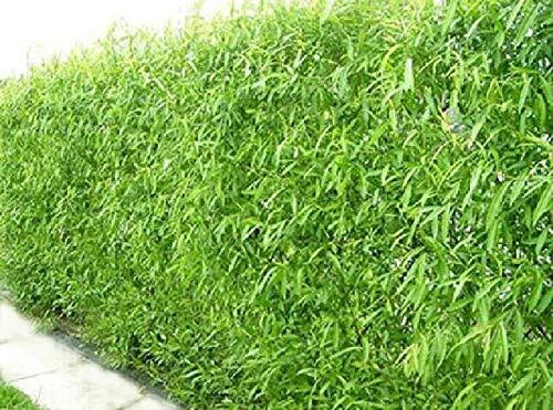 Austree Hybrid Willow Trees, 50 Pack, Fast Growing Privacy or Shade Trees, Salix × sepulcralis