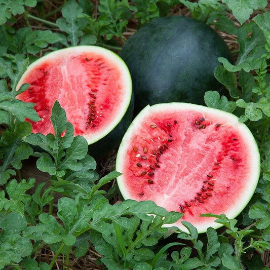Sugar Baby Watermelon Seeds - 25+ Heirloom Non-GMO Seeds - Super Sweet Variety - Citrullus lanatus