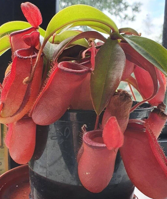 Nepenthes Lady Luck Pitcher Plant - Rooted Carnivorous Plant in 2.5" Pot - Unique Tropical Variety
