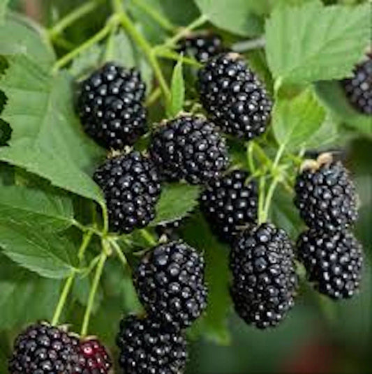 Blackberry Plant Sweetie Pie Bare Root Non-GMO Rubus Fruit Starter Plant - Fruiting Shrub for Home Garden