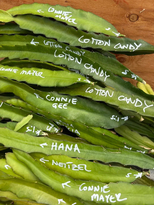 Dragon Fruit Starters - Exotic & Rare Varieties - Hylocereus spp.