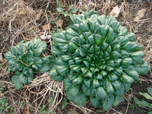 Tah Tsai Cabbage Seeds - Easy to Grow, Vitamin-Rich Variety for Soup & Meat Dishes (Brassica rapa subsp. pekinensis)