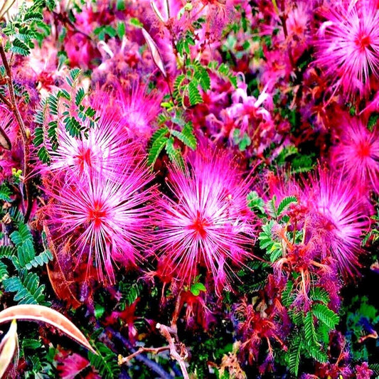Pink Fairy Duster Tree Seeds - RARE Mesquite Mimosa Plant - Mesquitella eriophylla - Flowering Drought-Tolerant Garden Seed