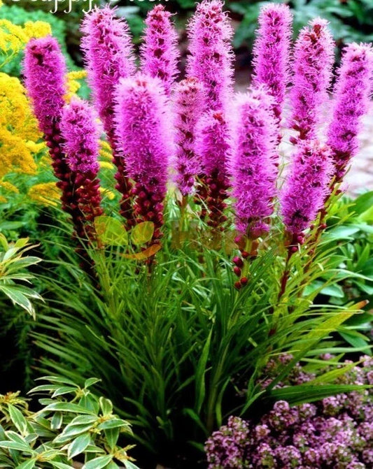 Prairie Blazing Star Seeds - 100+ Thick-Spike Gayfeather Wildflower - Liatris pycnostachya - Native to USA
