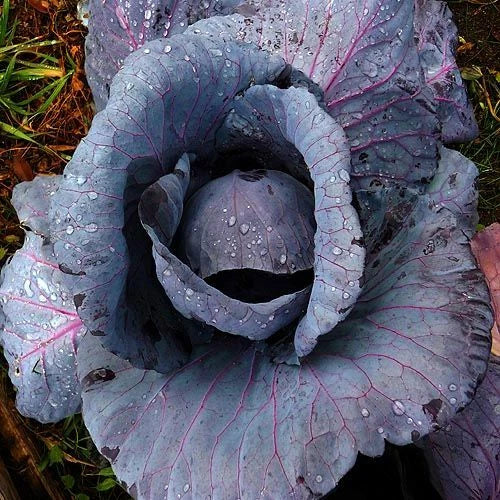 Red Acre Cabbage Seeds - 300 to 4,000 Heirloom Purple Variety - Healthy Tender Leaves - Brassica oleracea