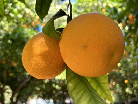 Orange Fruit Seeds - 15 Pack - Citrus Sinensis - 2024 USA Seller