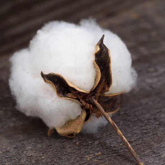 Cotton Bush Seeds - 5 Pack - Flowering Educational Fun for Kids - Gossypium spp.