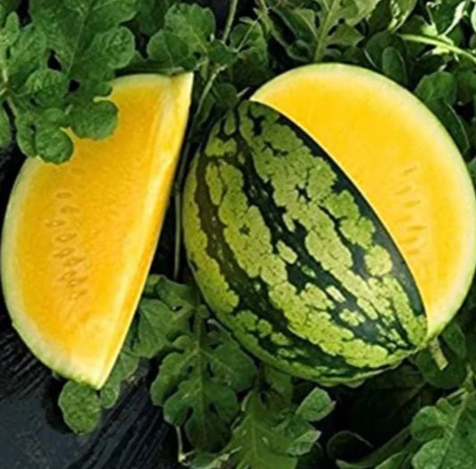Yellow Gem Watermelon Seeds - Non-GMO - 10+ Seeds - True Yellow Variety - Citrullus lanatus