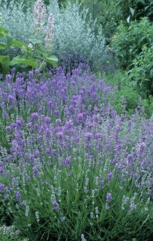 English Lavender Seeds - 600+ Non-GMO Lavandula angustifolia - Open Pollinated Herb Garden Starter