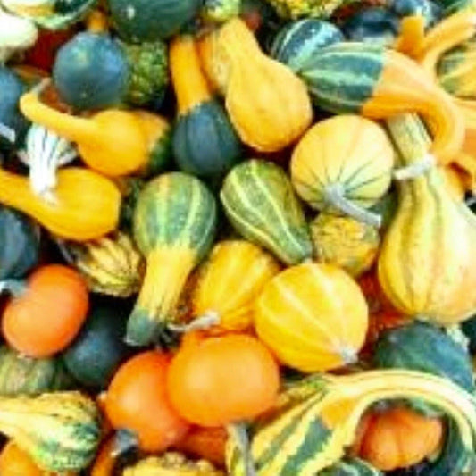 Small Mix Gourds Seeds - Heirloom, Non-GMO Fresh Garden Seeds - Perfect for Fall Decor and Crafts