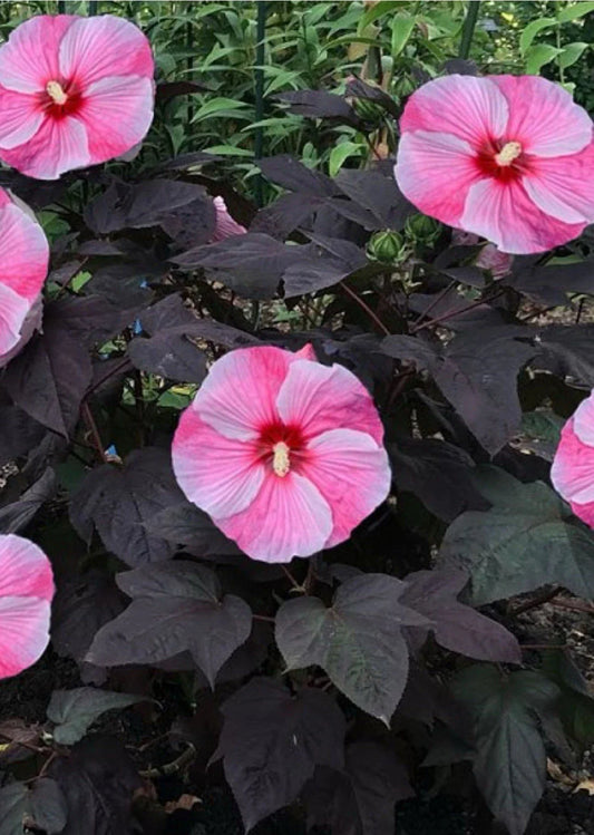 Starry Starry Night Hibiscus Plant - Small Rooted Starter - Huge Blooms - Hibiscus moscheutos