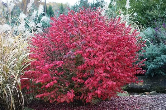 Burning Bush Plant 16+ Inches Live Bare Root Euonymus alatus Red Foliage Shrub Hardy Zones 4-8