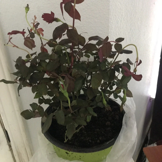 Double Red Knock Out Rose Plant, 1 Gallon, Easy Care, Full Sun, Rosa 'Radrazz'