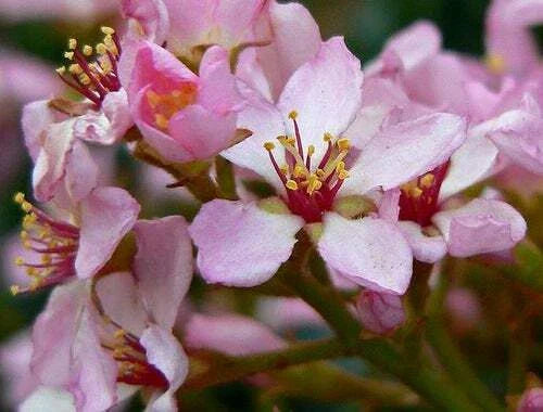 Indian Hawthorn 25 Seeds, Pink Lady Variety, Rhaphiolepis Indica, 2025 Harvest