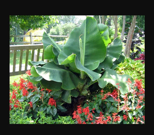 Musa Banana Plant Starter - Little Prince Variety - Small Rooted Plant - Tropical Indoor Houseplant