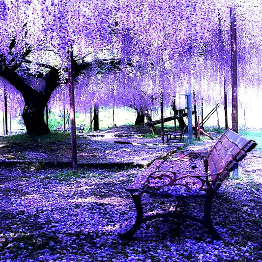 Chinese Wisteria Tree Seeds - 5 Pack, Fast Climbing Flower Vine, Cold Hardy Bonsai Plant, Wisteria sinensis