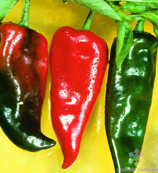 Anaheim Chili Hot Pepper Seeds, 25+ Count, Capsicum annuum, Ideal for Garden Planting, USA Grown, Free Shipping