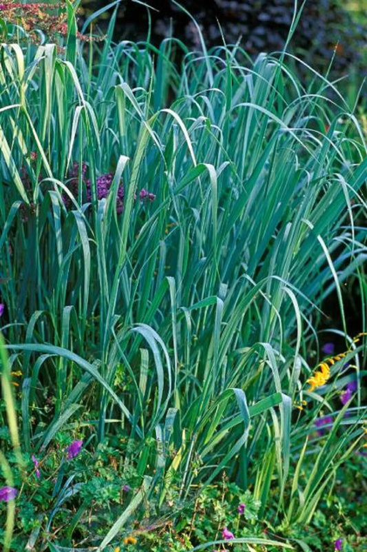 Dallas Blue Ornamental Grass - 3 Clumps - Live Sprouting Plants - Schizachyrium scoparium