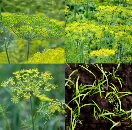 Dill Seeds Mix - Dukat, Bouquet & Mammoth - Non-GMO - 500 Seeds - Butterfly Host Plant - Anethum graveolens