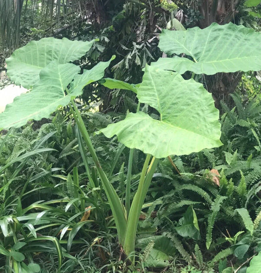 Colocasia 'Thai Giant' Elephant Ear Bare Root 19" Plant