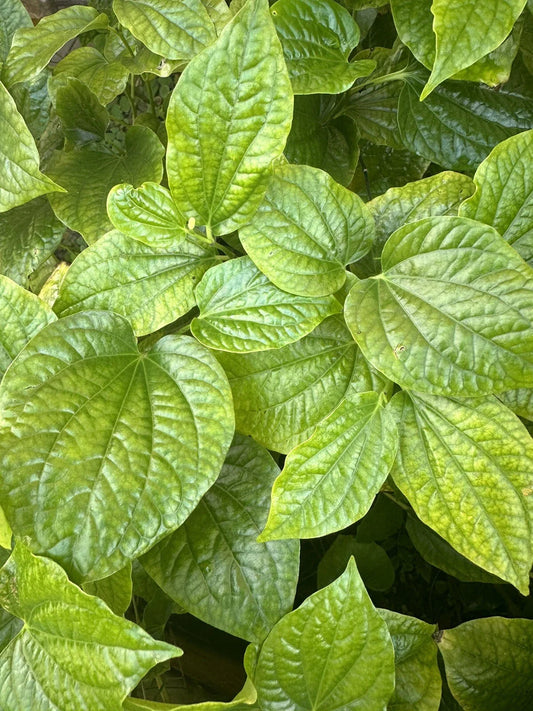 LOLOT TEXAS Live Plant Set of 3 - Lá lốt (Piper lolot) - Fresh Culinary Herb for Cooking and Gardening