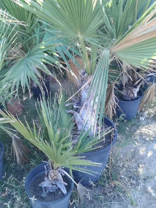 Dwarf Palmetto Live Plants Bundle - 2 Wild-Grown Sabal Minor - Drought-Tolerant, Cold-Hardy, Southern Tough Palms