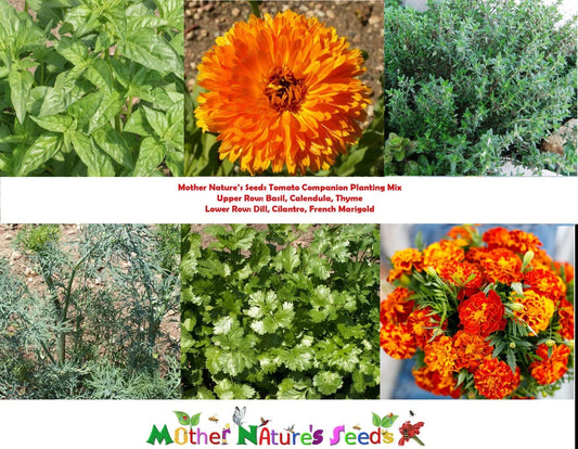 Tomato Companion Plant Mix - 500+ Non-GMO Seeds with Thyme, Basil, Marigold & More - Ideal for Vegetable Gardens