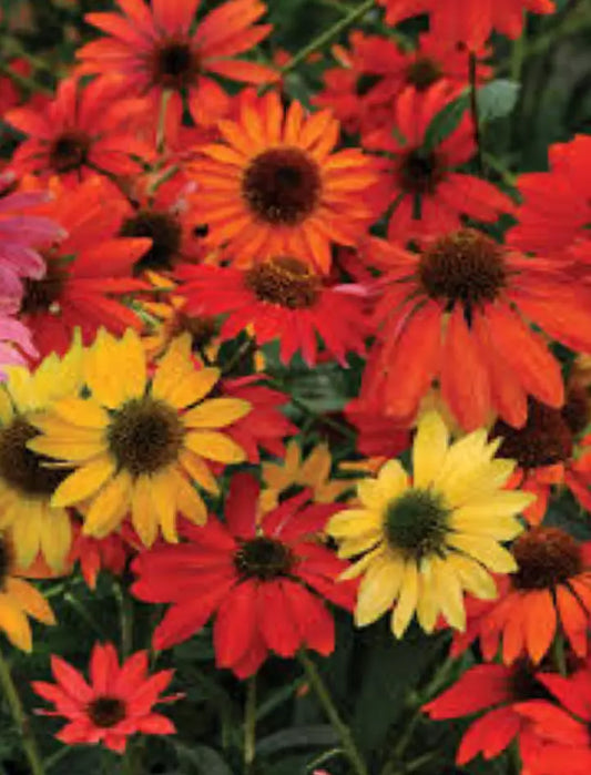 Echinacea Plugs, 4-Pack, Cheyenne Spirit Coneflower Mix, Echinacea x 'Cheyenne Spirit', Native, Bee Friendly, Zones 4-9