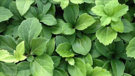 Pachysandra Terminalis 25 Bare Root Plants | Ground Cover | Evergreen Perennial Garden Plants