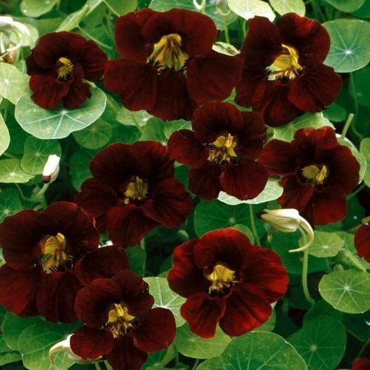 Nasturtium Seeds - Black Velvet Heirloom Edible Flowers - Non-GMO - 15 Seeds - Beneficial Garden Plants