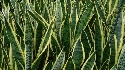 Rooted Sansevieria Snake Plant - Mother-in-Law's Tongue - Air Purifying, Dracaena trifasciata