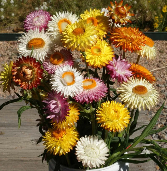 Tall Strawflower Mixed Dried Flowers - 500 Non-GMO Seeds for Cut Flower Arrangements (Helichrysum bracteatum)