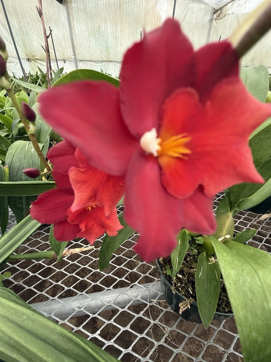 Mixed Orchid Plants 12 Bulbs Surprise Variety No Tags - Perfect for Gardens and Indoor Decor (Orchidaceae)