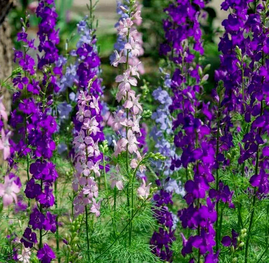 Larkspur Seeds 200+ "Rocket" Mix Purple White Annual Flower Delphinium ajacis Free Shipping