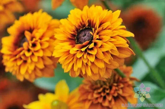 Maya Rudbeckia Seeds Pack – 200+ Seeds for Garden Planting – Black-eyed Susan (Rudbeckia hirta) – USA