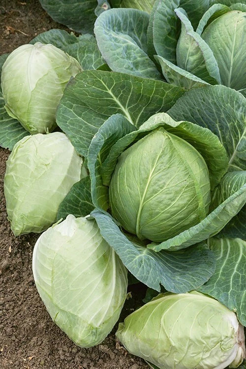Cabbage Seeds - 200+ Heirloom Charleston Wakefield - Non-GMO - Fresh Gardening Seeds