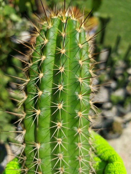 Echinopsis Thelegonus X Grandiflorus Cutting 'Theleflora' - Misplant Lineage Cactus for Succulent Collection