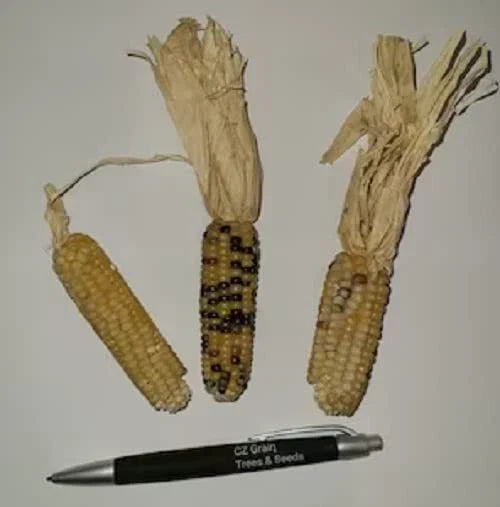 Tom Thumb Corn Seeds - 50 Seeds - Tiny Tim Indian Corn, Small Ears, Zea mays