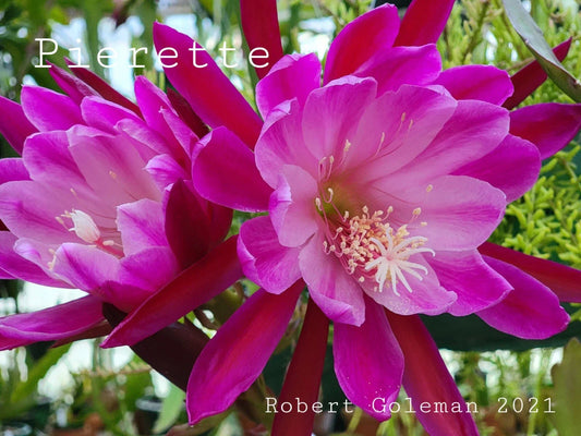 Epiphyllum 'Pierette' Unrooted Cutting - Rare Orchid Cactus - Exotic Houseplant Cutting - Ideal for Plant Enthusiasts