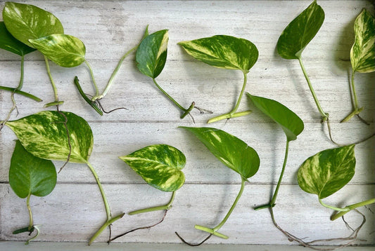 Single Leaf Pothos Cuttings - 20 Count - Good Roots - Epipremnum aureum
