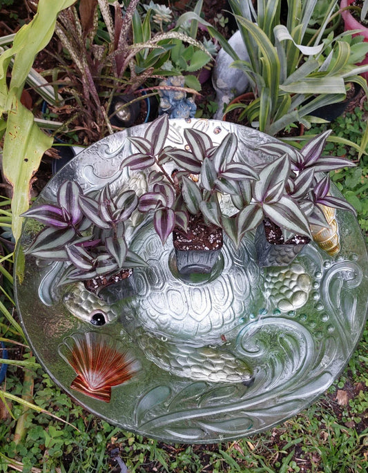 Tradescantia Zebrina "Silver Plus" Wandering Jew Plant in 2.5" Pot - Rooted Houseplant for Indoor Decor