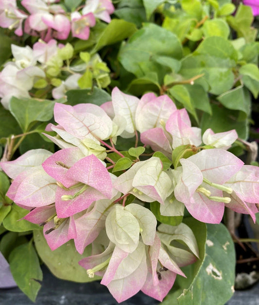 Yani's Delight Bougainvillea Starter Plant - Well Rooted, Vibrant Color, USA Seller - Tropical Garden Beauty