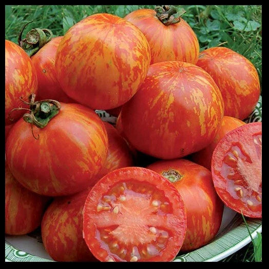 Red Zebra Tomato Seeds - 10 to 100 Count - Rare Colorful Heirloom Variety - Solanum lycopersicum