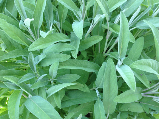 Sage Seeds 50 Ct Non-GMO Broadleaf Herb Garden Aroma Perennial Salvia officinalis