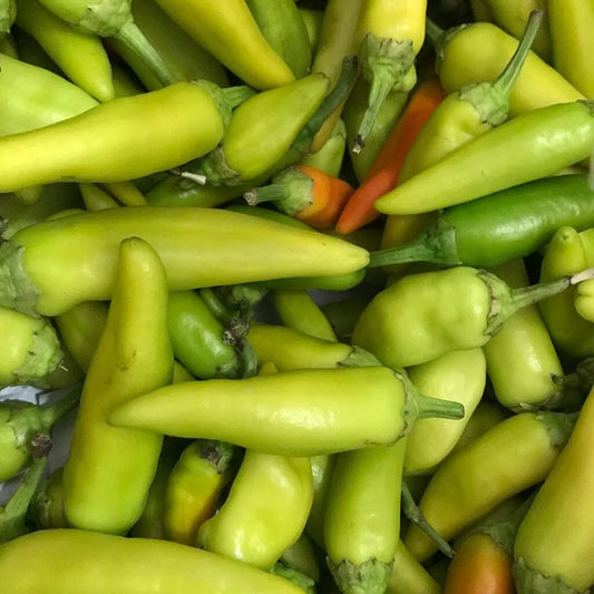 Pepperoncini Pepper Seeds 25+ MILD Non-GMO Heirloom Italian Vegetable Seeds Capsicum annuum